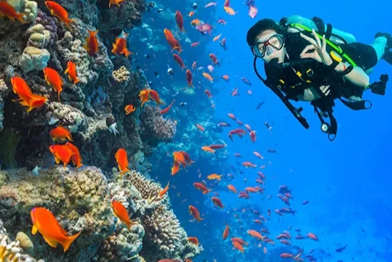 A diver above a Red Sea coral wall crowded with fish