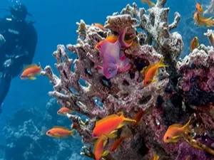 Coral and anthias fish on a reef off Marsa Alam